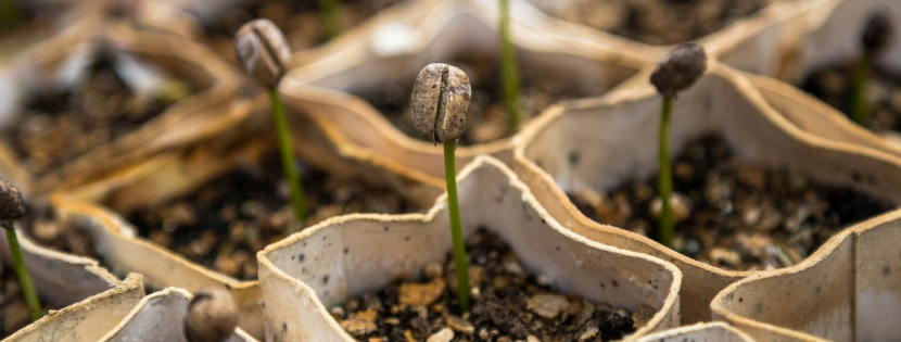 Seedbed of new sprouting plants